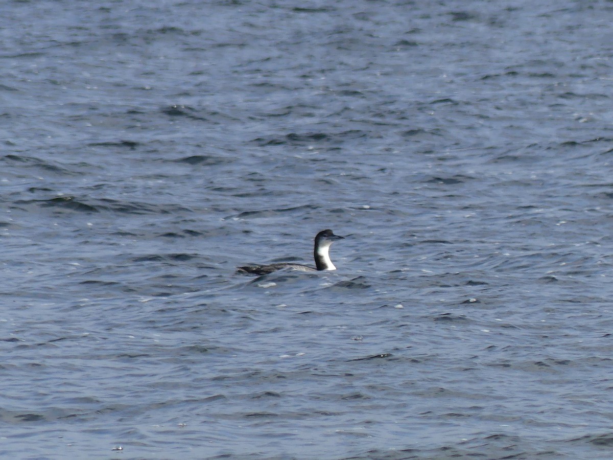 Common Loon - Jim Guion