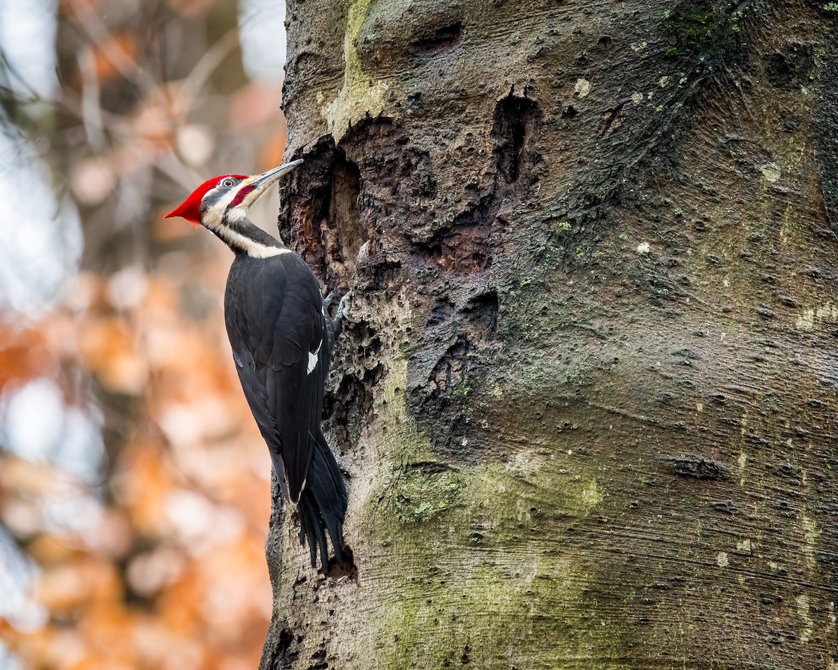 Pileated Woodpecker - ML613242313