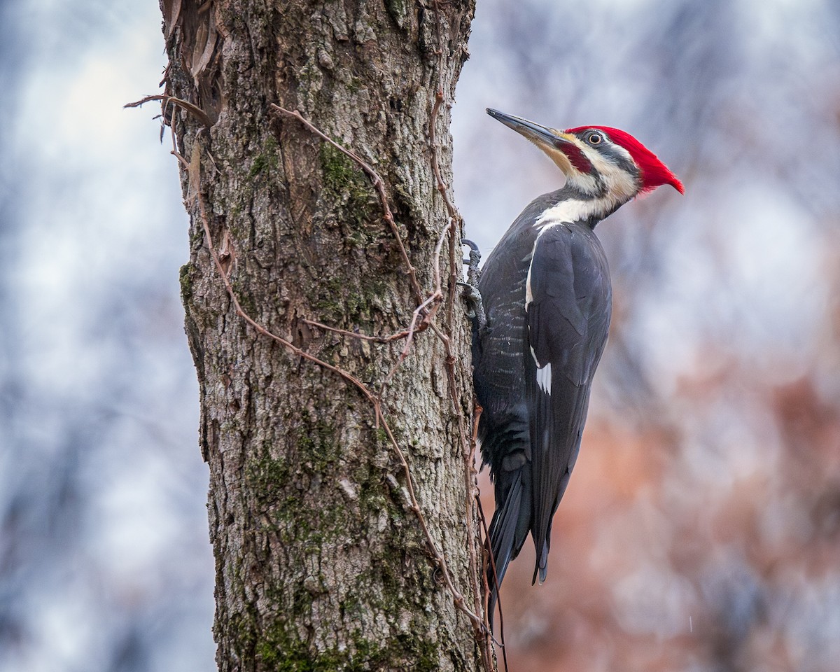 Pileated Woodpecker - ML613242314