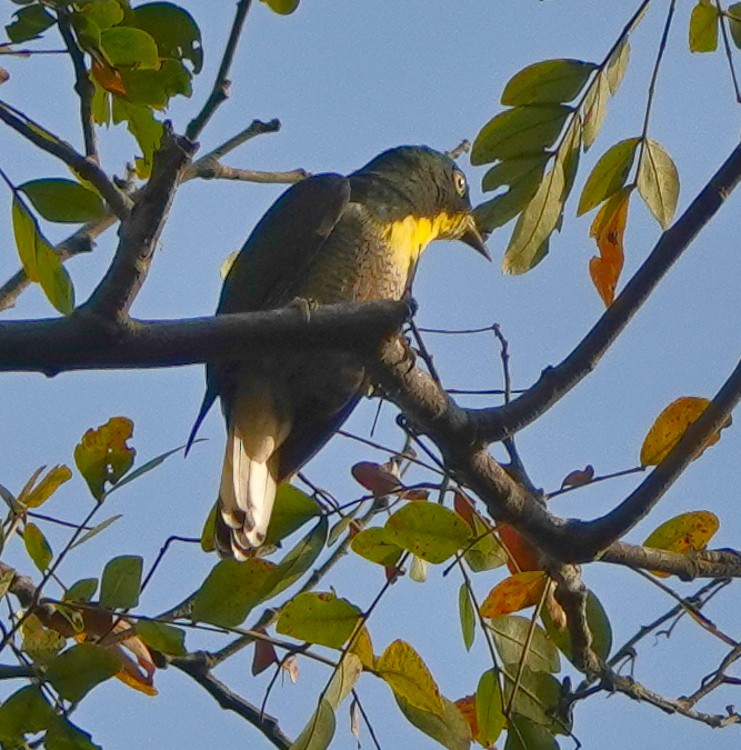 Yellow-throated Cuckoo - ML613242572