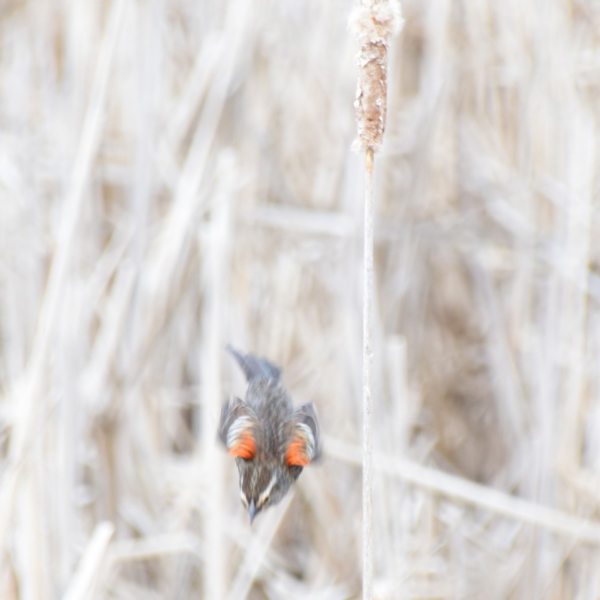 Red-winged Blackbird (Red-winged) - ML613242606
