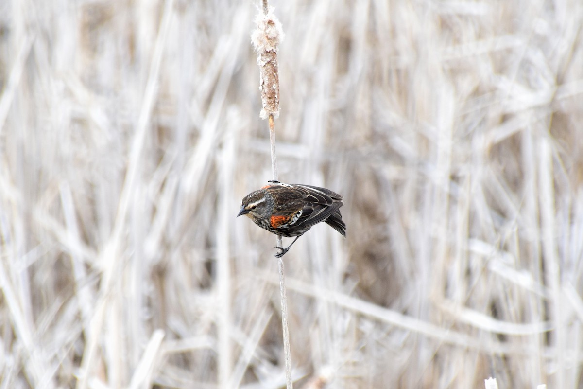 Red-winged Blackbird (Red-winged) - Mathieu Langlois