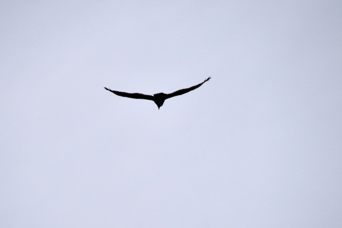 Turkey Vulture (Northern) - ML613242639
