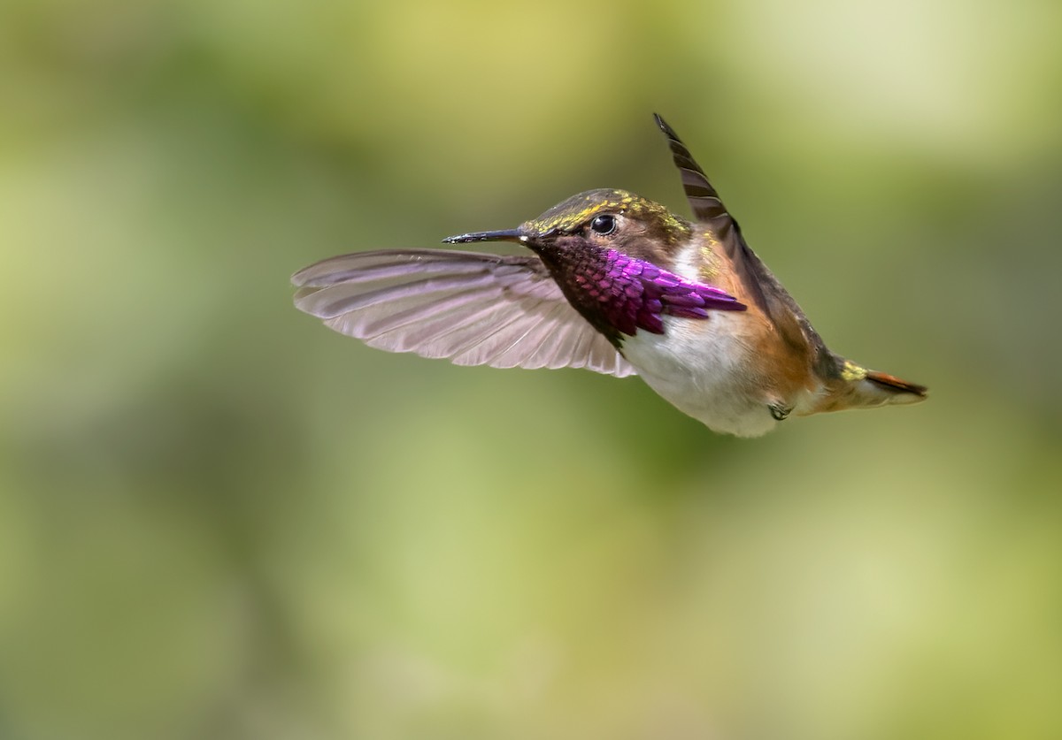 Wine-throated Hummingbird - ML613242650