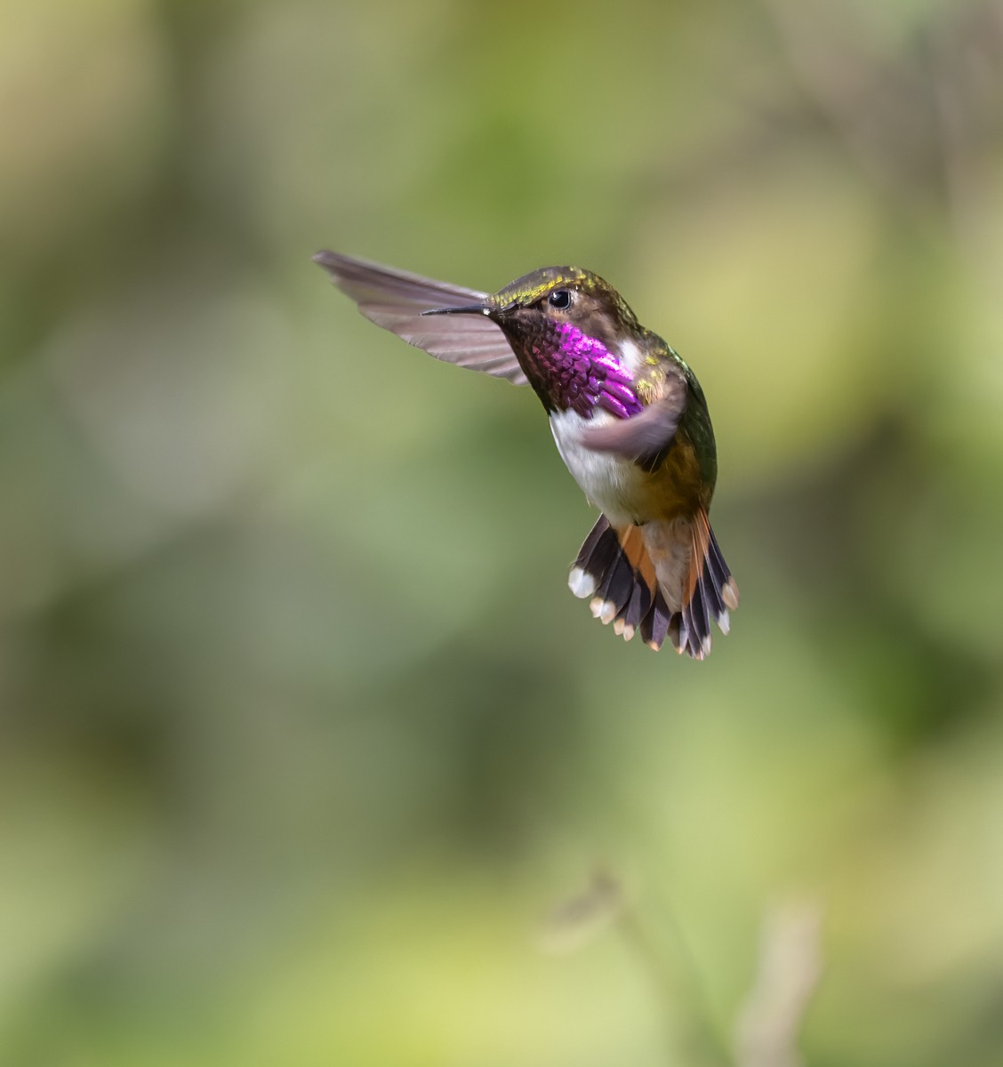 Wine-throated Hummingbird - ML613242651