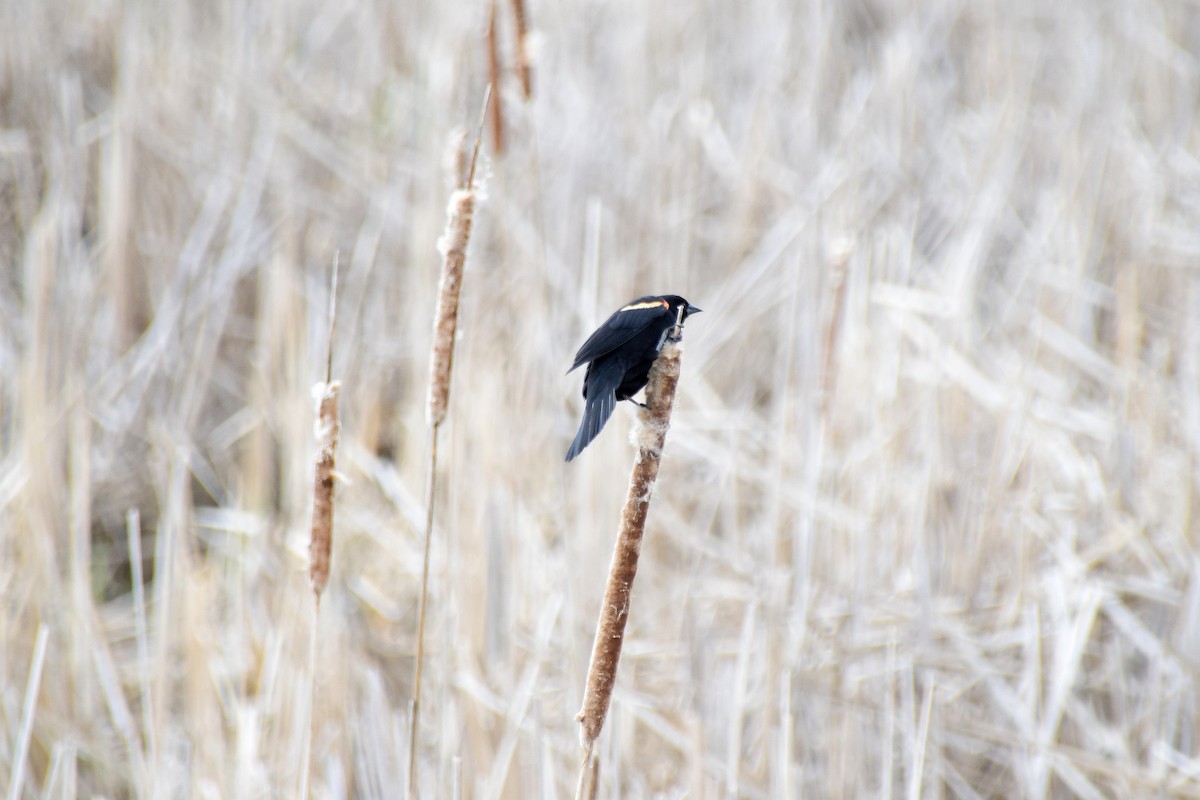Red-winged Blackbird (Red-winged) - ML613242731