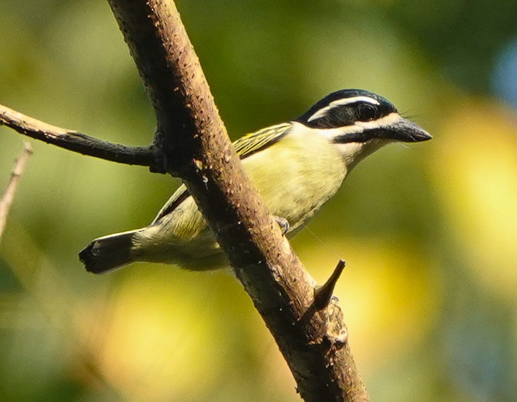 Yellow-throated Tinkerbird - ML613242767