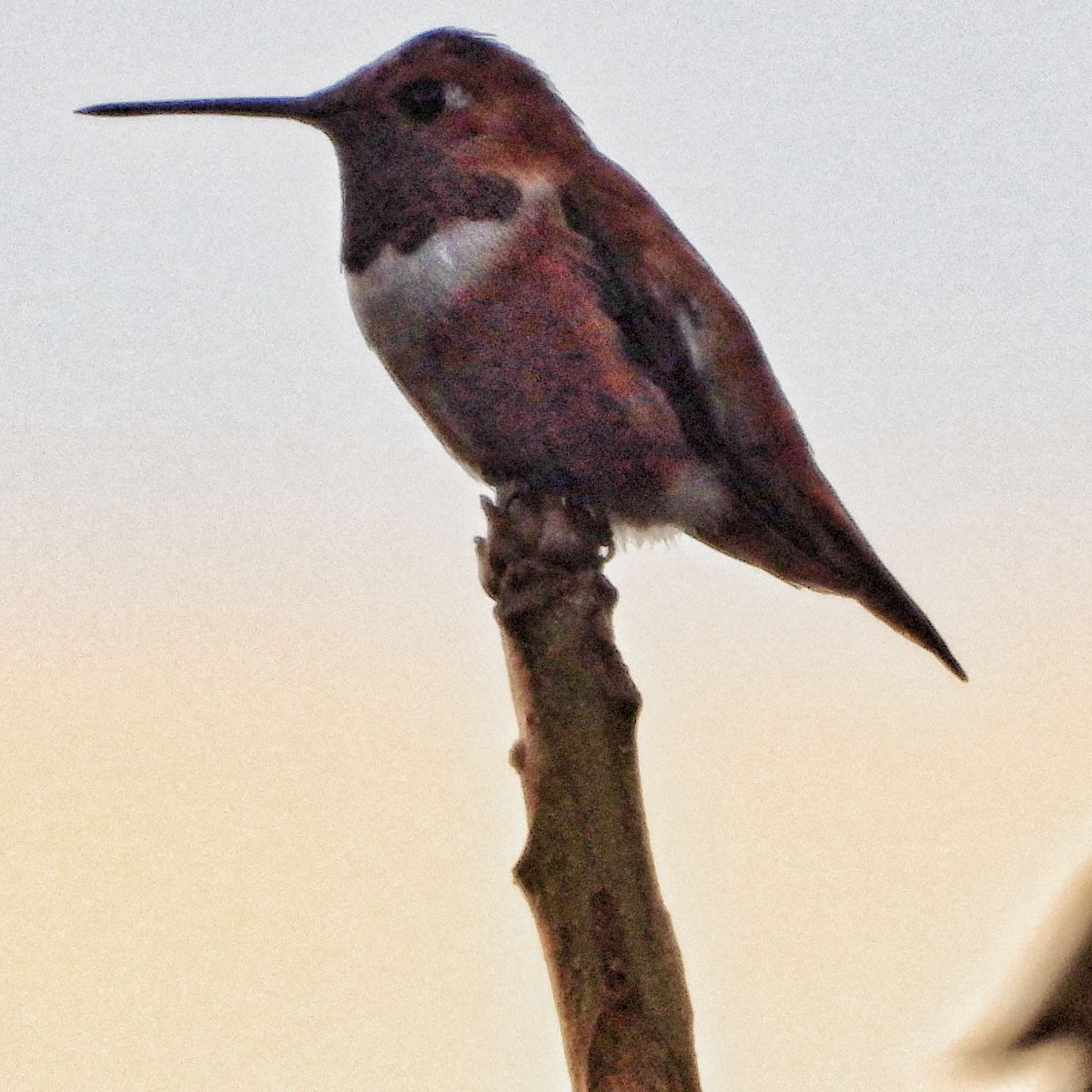 Rufous Hummingbird - ML613243144