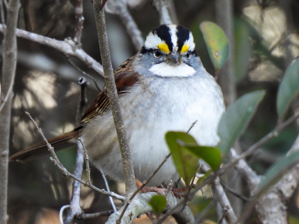 White-throated Sparrow - ML613243317