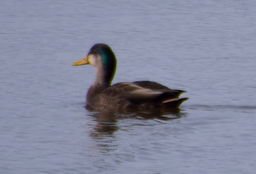 Mallard x American Black Duck (hybrid) - ML613243439