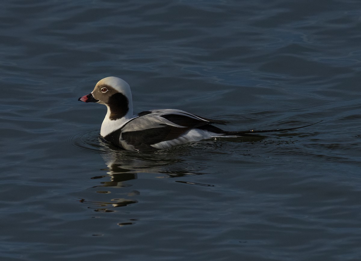 Long-tailed Duck - ML613243442