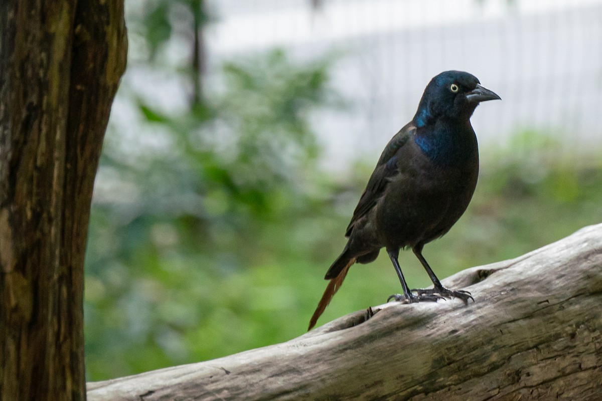 Common Grackle - Marcy Carpenter
