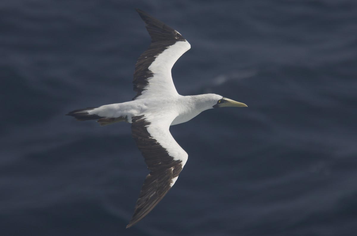 Masked Booby - ML61324361