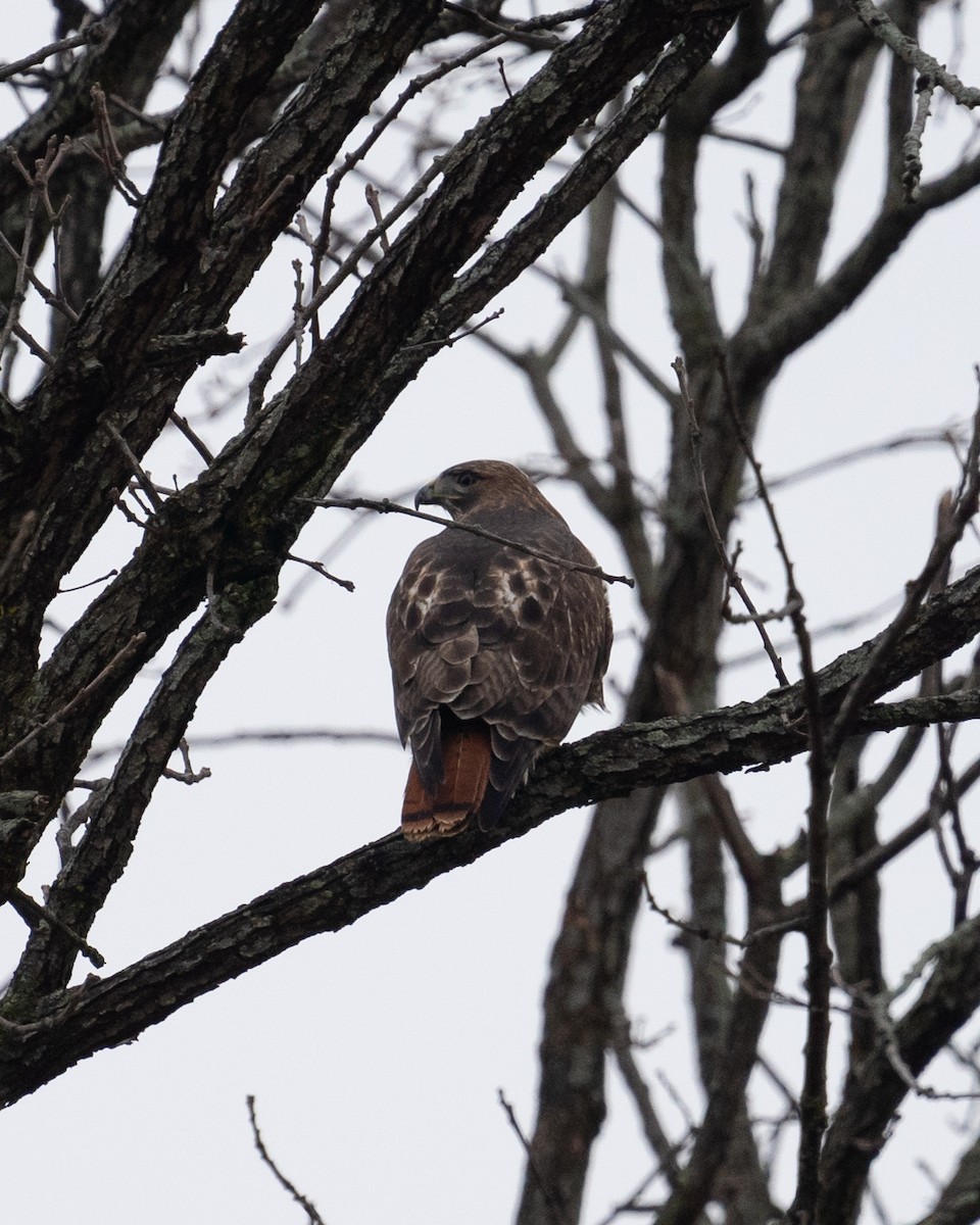Red-tailed Hawk - ML613243678