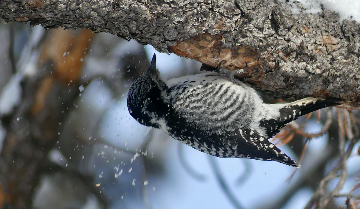 American Three-toed Woodpecker - ML613243726