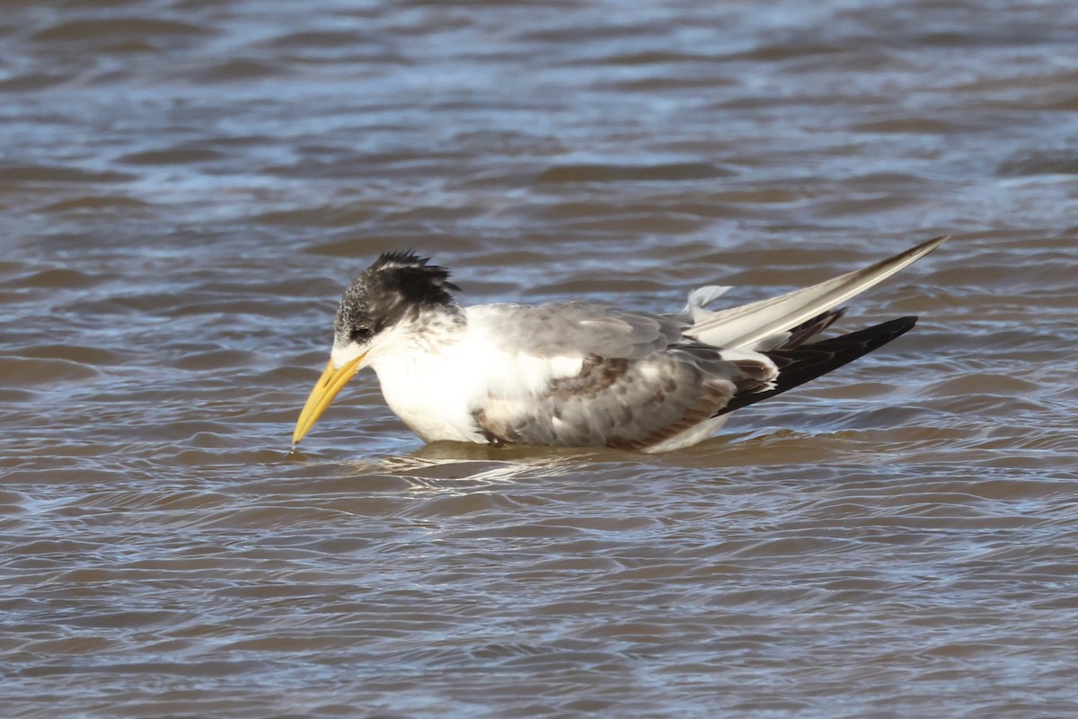 Great Crested Tern - ML613243771