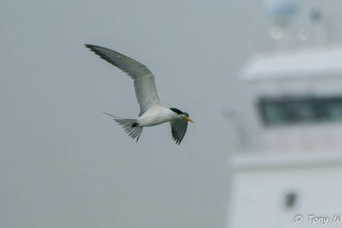 Great Crested Tern - ML613243820