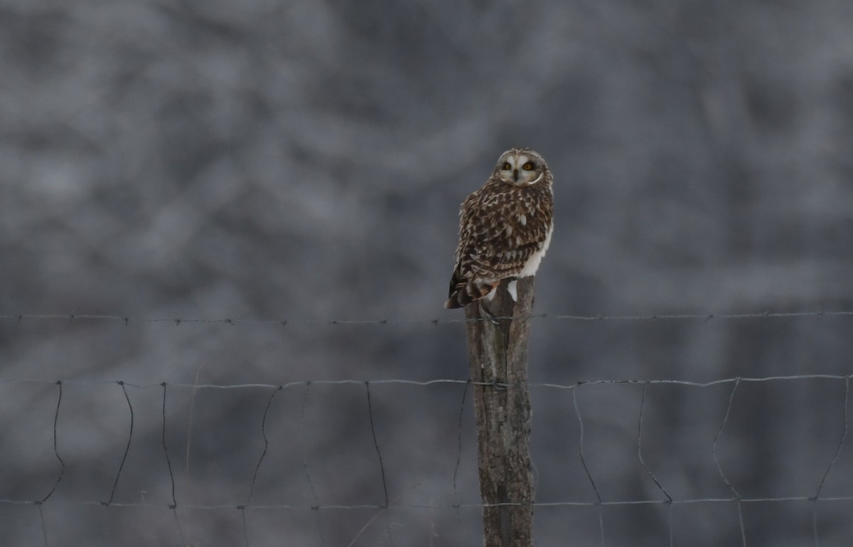 Short-eared Owl - ML613244013