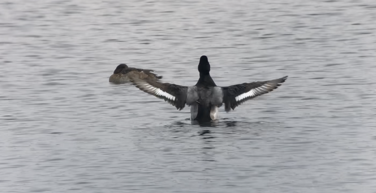 Greater Scaup - ML613244256