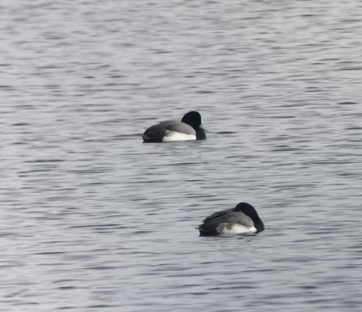 Greater Scaup - ML613244258
