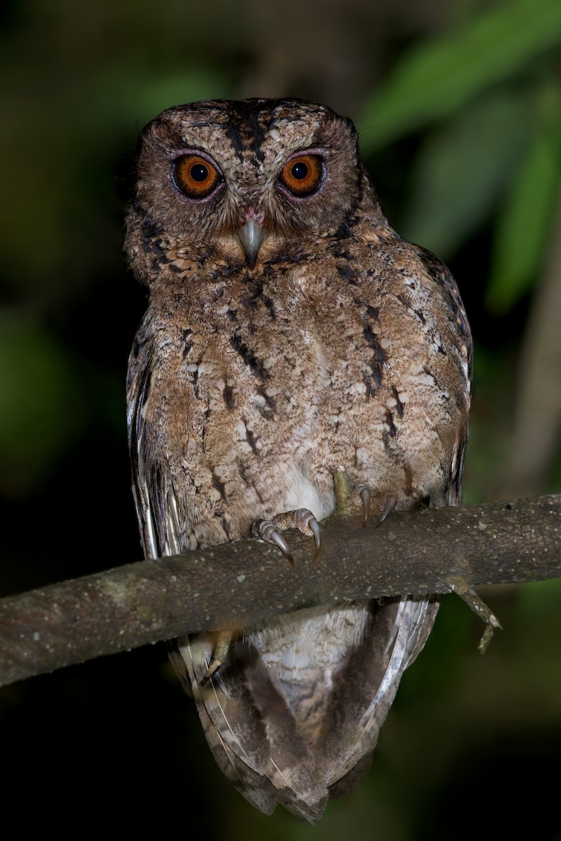 Sunda Scops-Owl - ML613244432