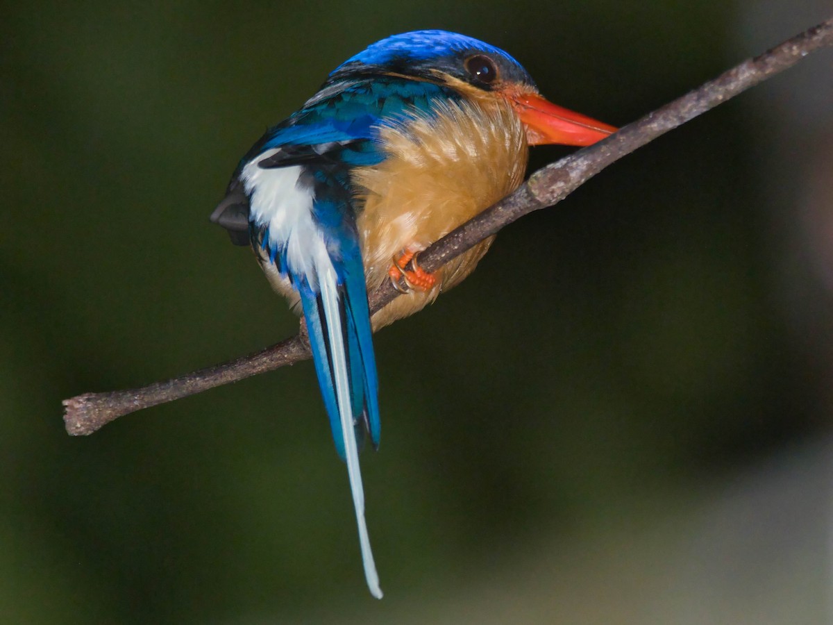 Buff-breasted Paradise-Kingfisher - ML613244786