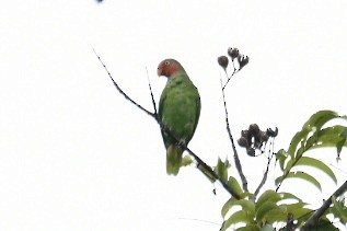 Red-cheeked Parrot - ML613244860