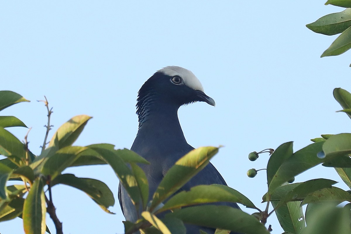 White-crowned Pigeon - ML613245018