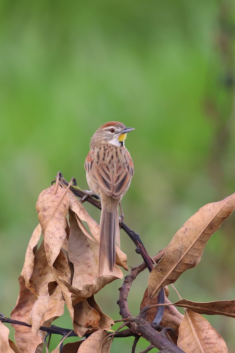 Chotoy Spinetail - ML613245091