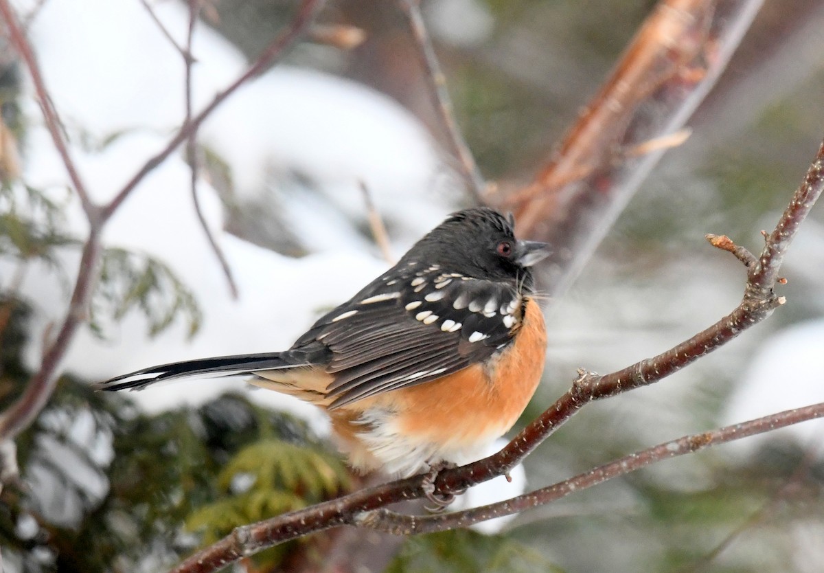 Spotted Towhee - ML613245121