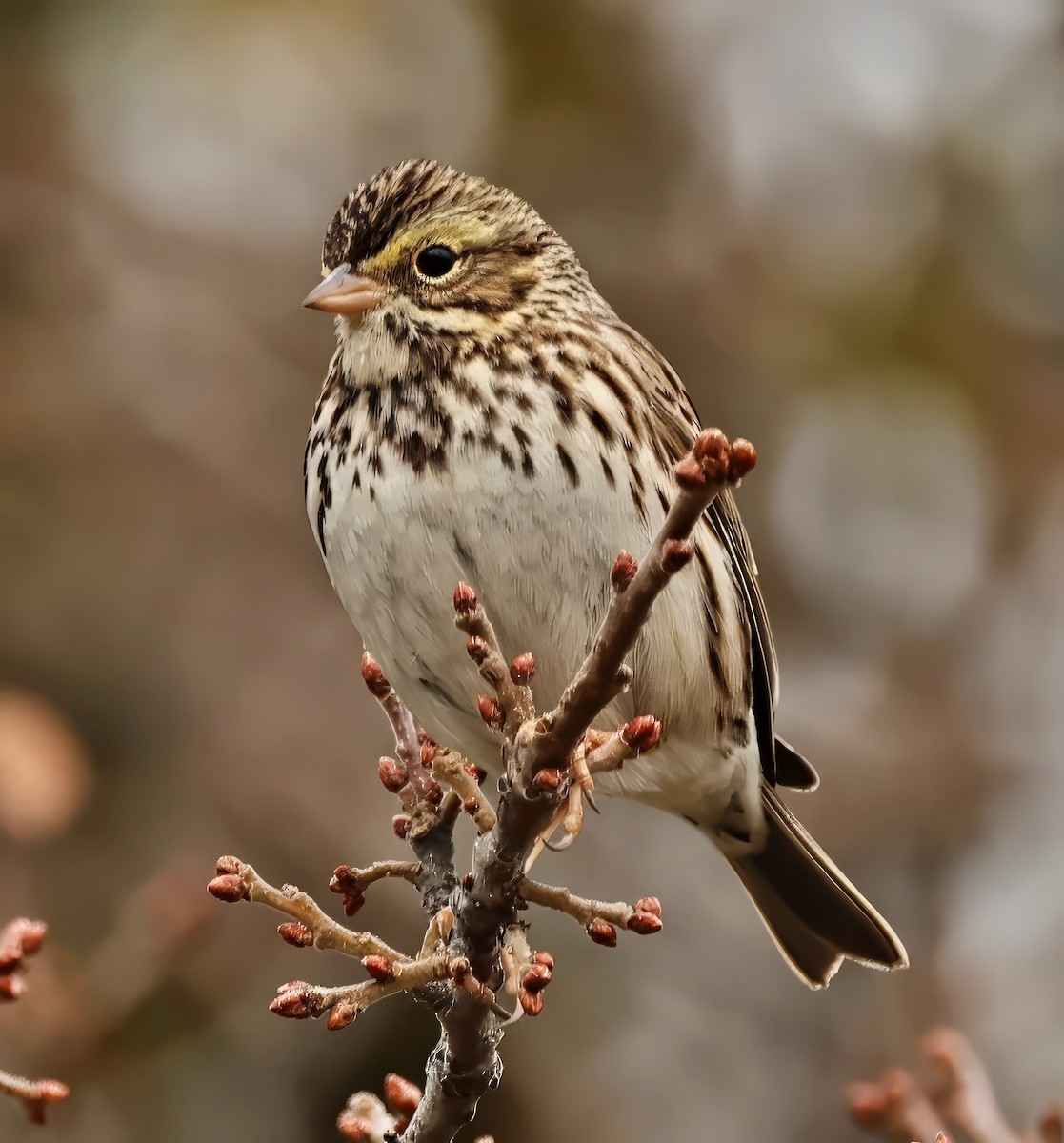 Savannah Sparrow - ML613245410