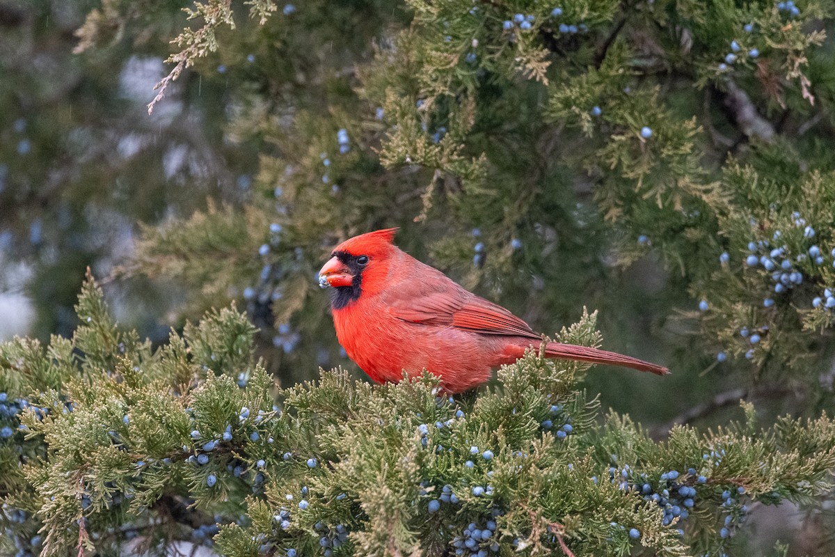 Cardinal rouge - ML613245494