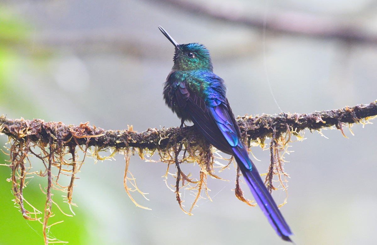 Violet-tailed Sylph - ML613245579