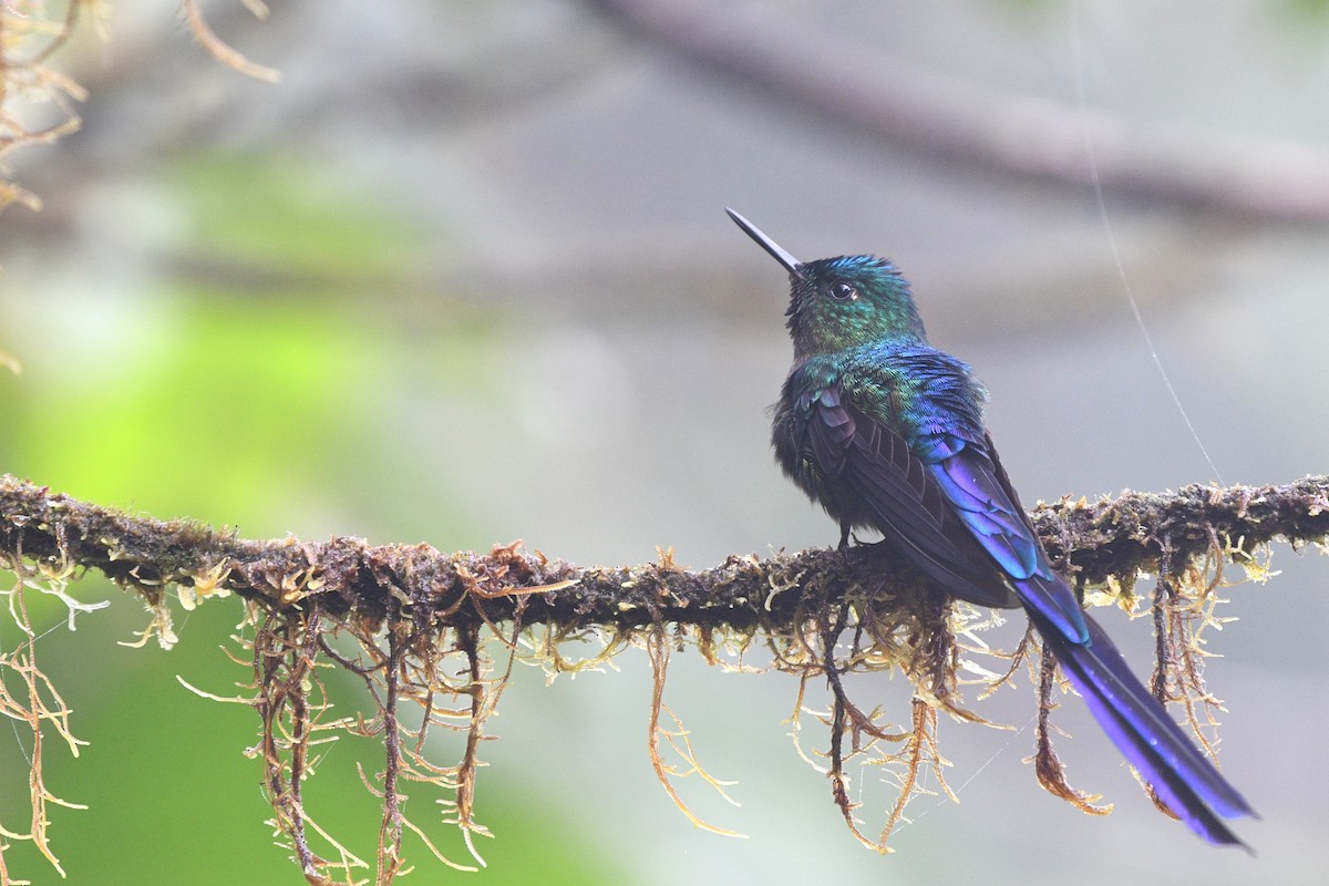Violet-tailed Sylph - ML613245587