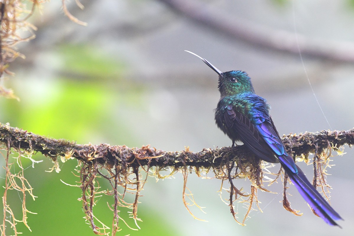 Violet-tailed Sylph - ML613245588