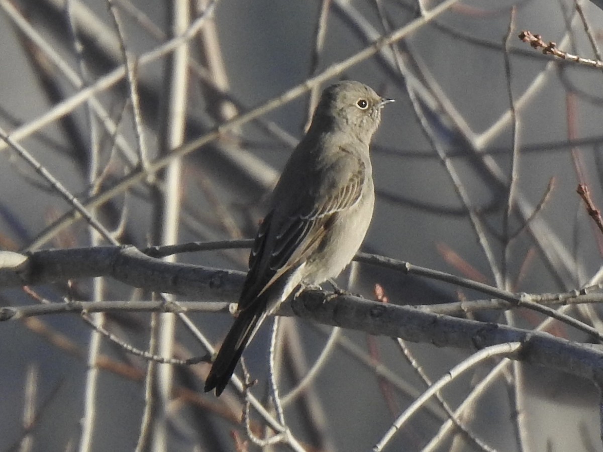 Townsend's Solitaire - ML613245640