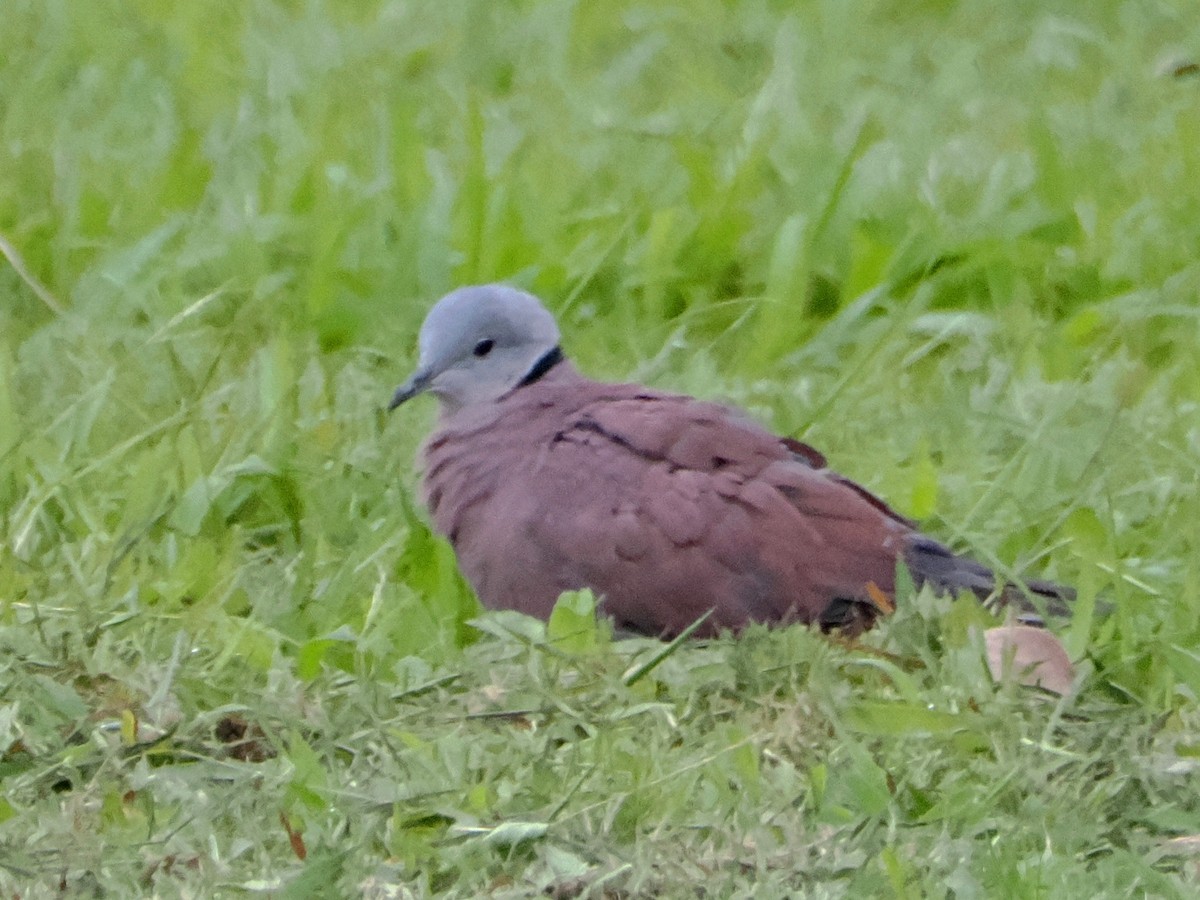 Red Collared-Dove - ML613245709