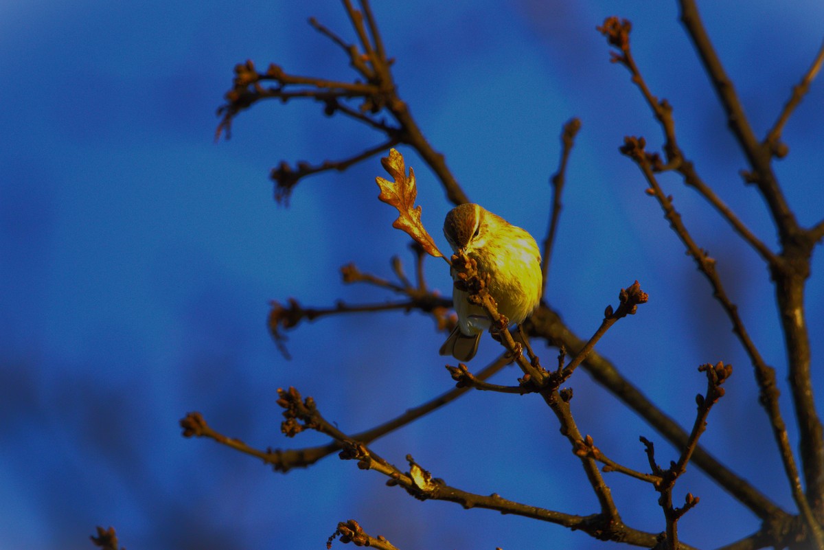 eBird Checklist 7 Jan 2024 Oxford Lake Park , Oxford, AL 11