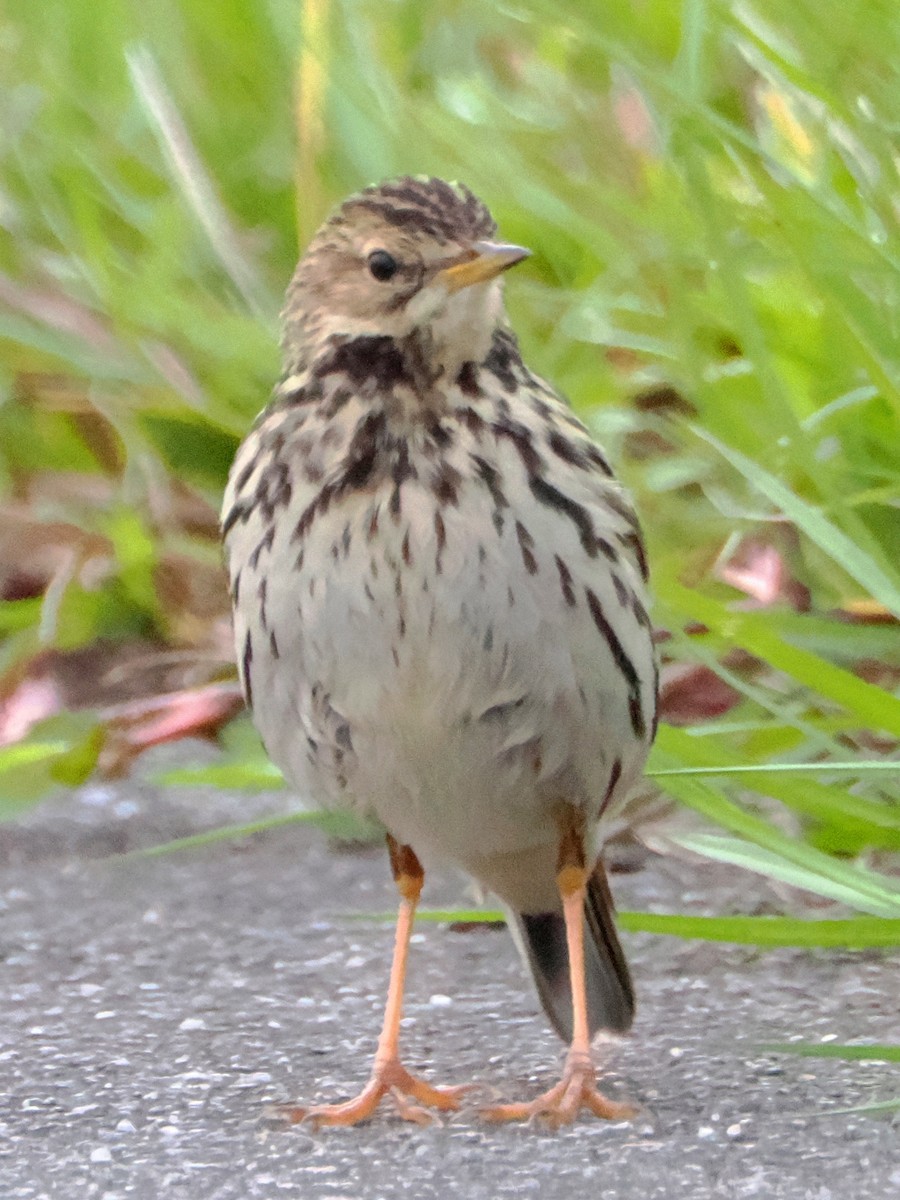 Red-throated Pipit - ML613246027