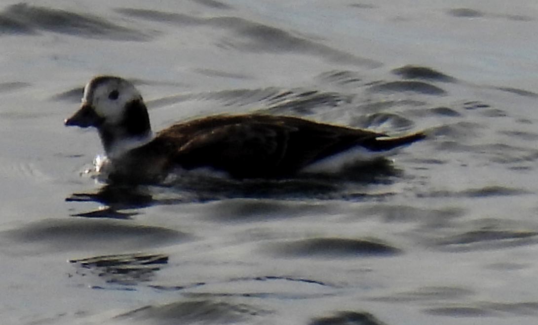 Long-tailed Duck - ML613246174