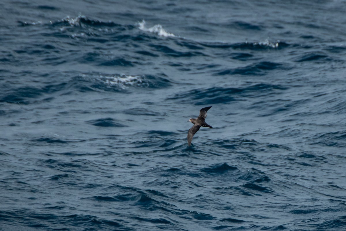 Great-winged Petrel - Dominic More O’Ferrall