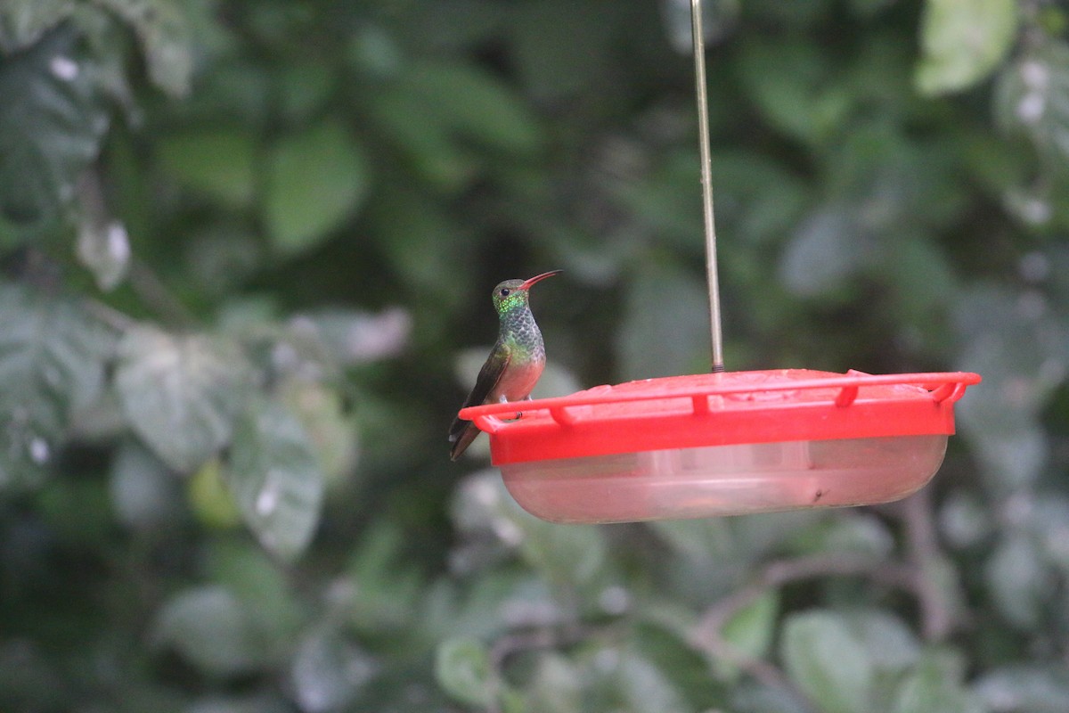 kolibřík yukatanský (ssp. cerviniventris/chalconota) - ML613246515