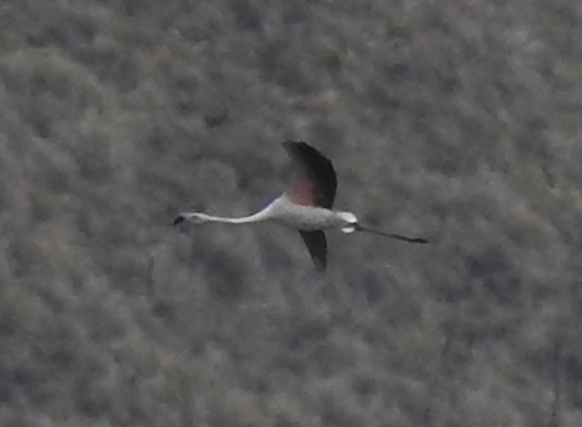 Chilean Flamingo - ML613246536