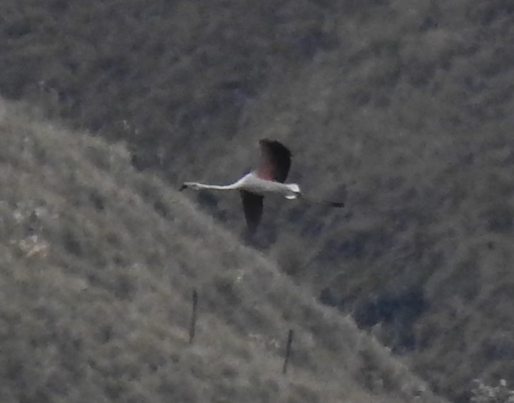 Chilean Flamingo - ML613246539