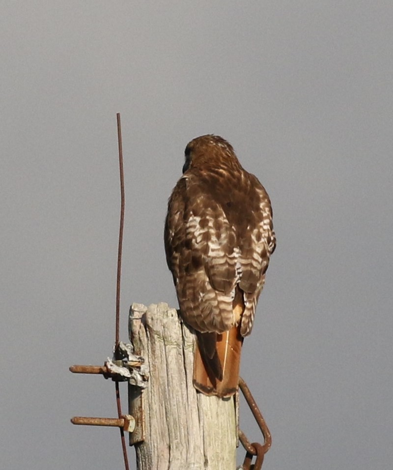 Red-tailed Hawk - Bruce  Purdy
