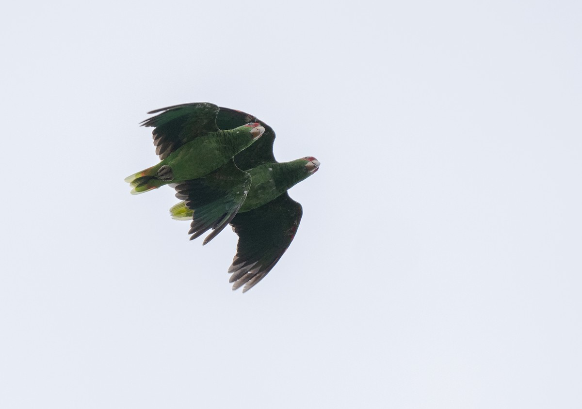 White-fronted Parrot - ML613246717