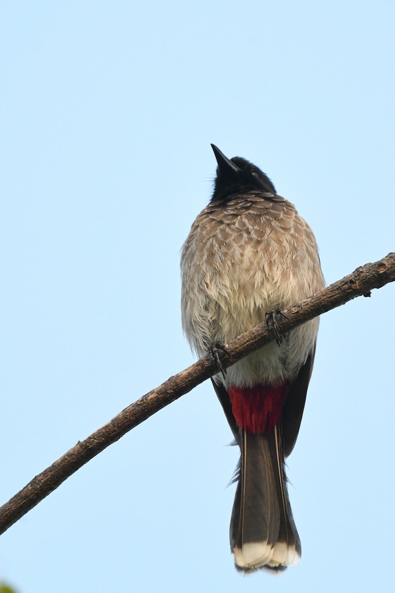 Red-vented Bulbul - ML613246775