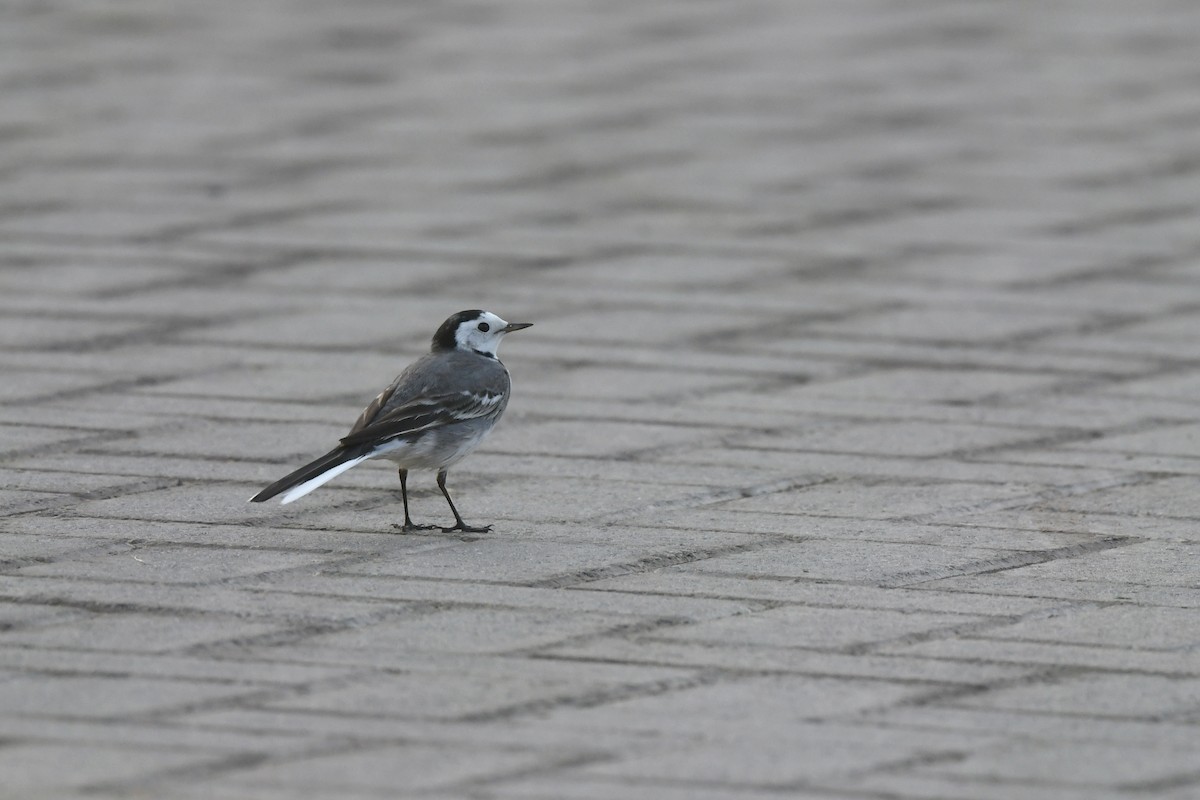 White Wagtail (White-faced) - Paul Shaffner