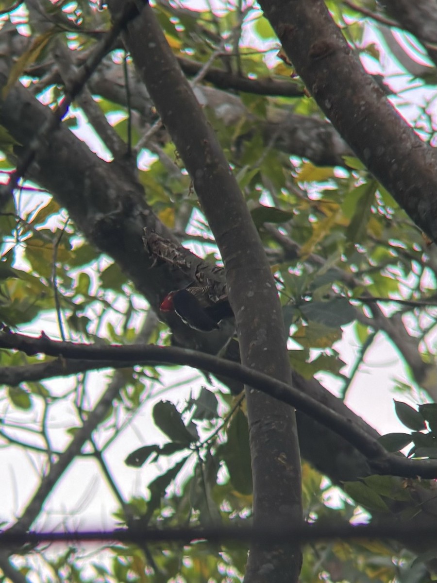 Crimson-crested Woodpecker - ML613246910