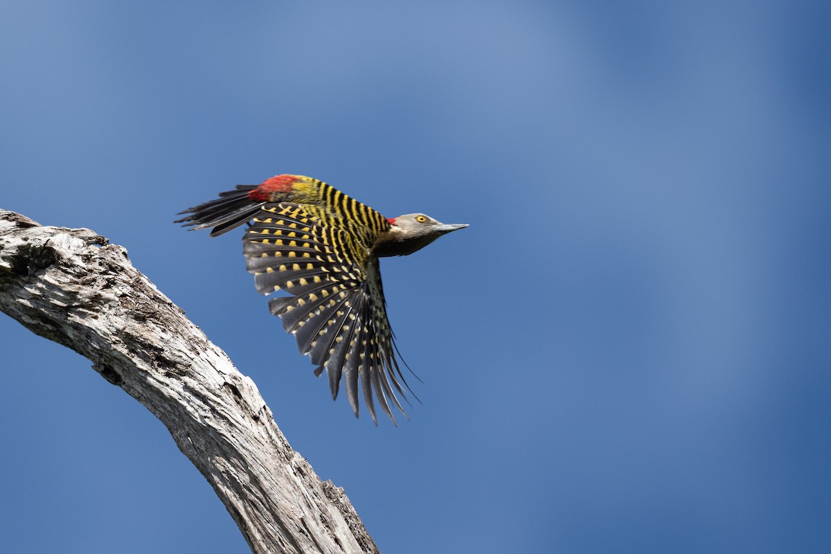 Hispaniolan Woodpecker - ML613247034
